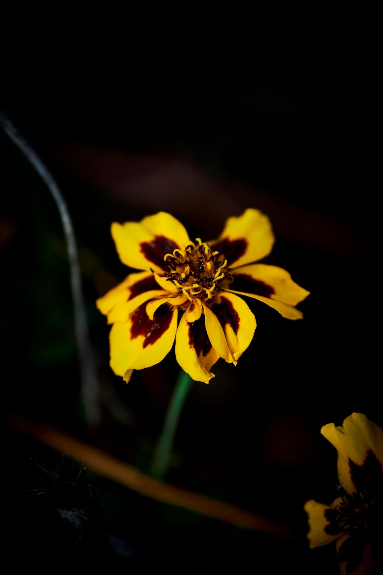 a yellow flower with a black background